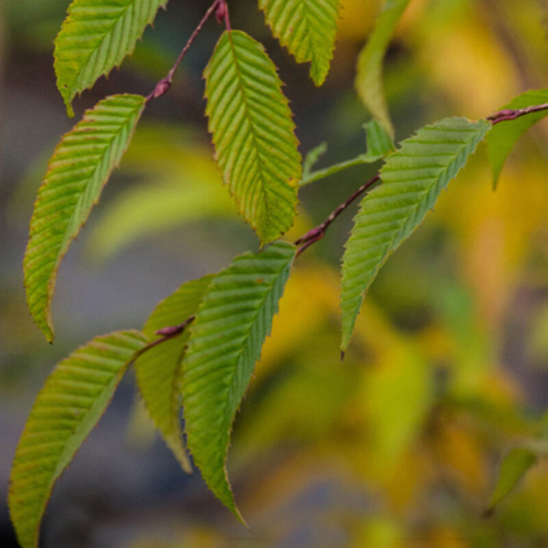 Carpinus japonica