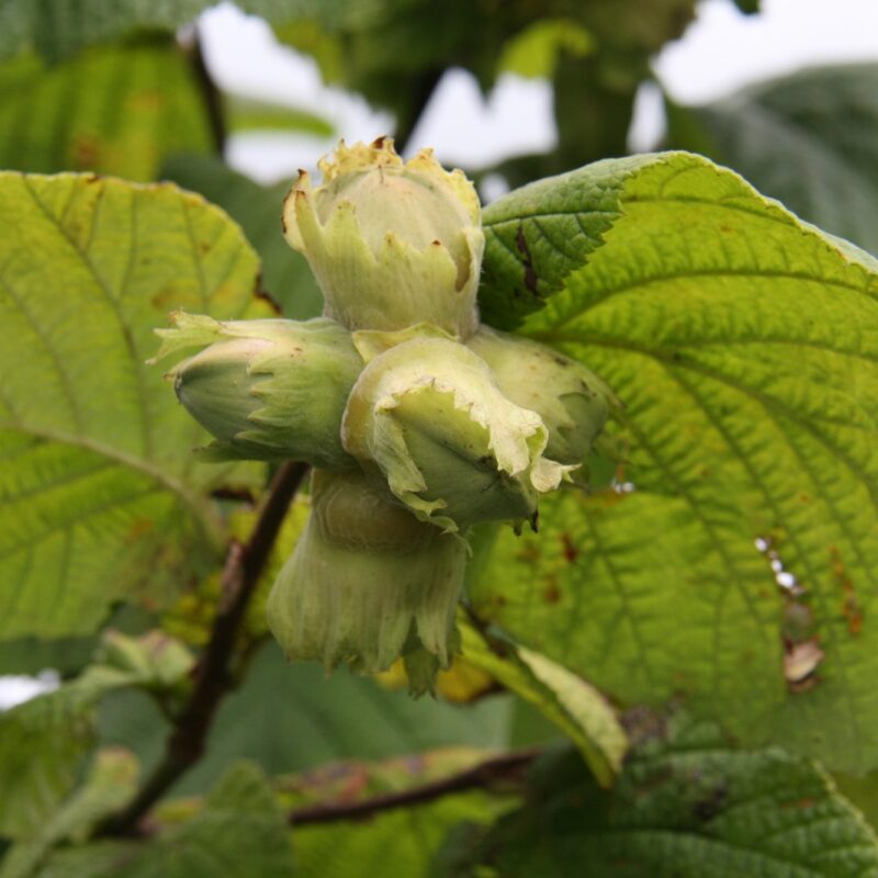 Hazel (Corylus) Hall's Giant