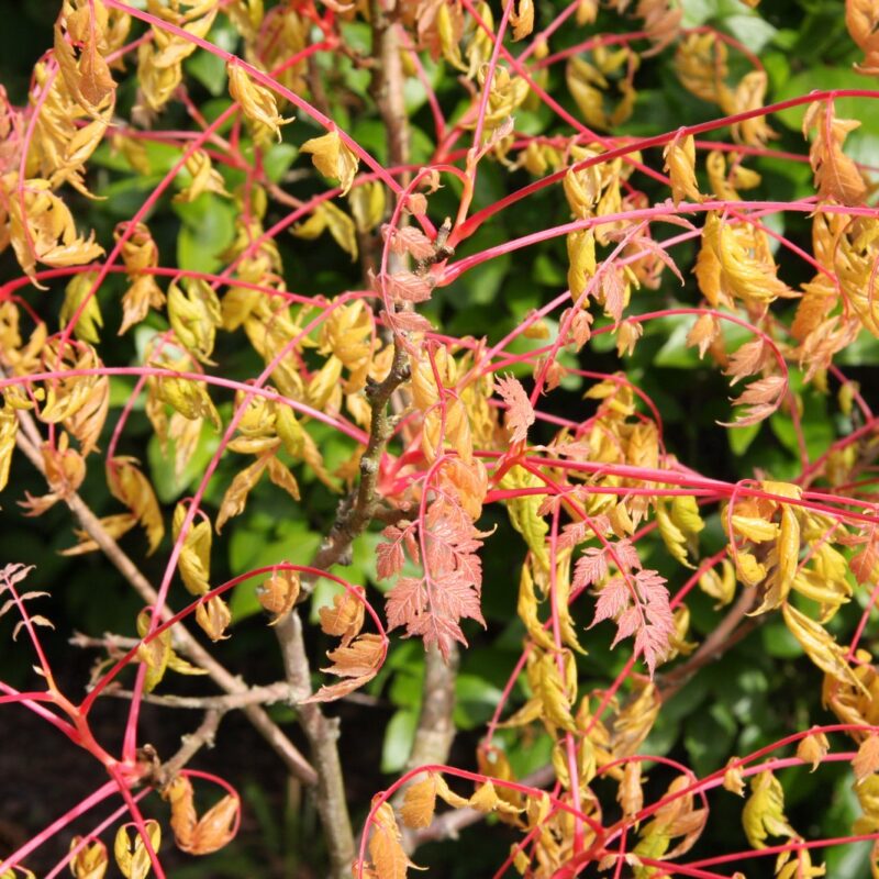 'Coral Sun'