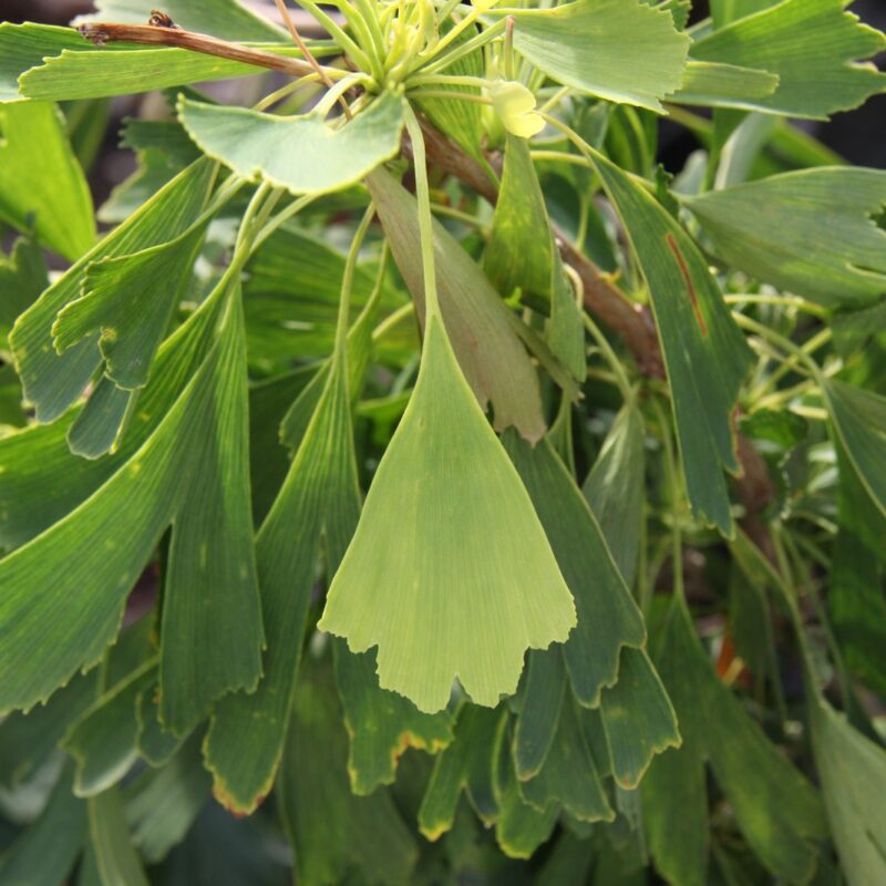 Ginkgo biloba  Maidenhair tree - Van den Berk Nurseries