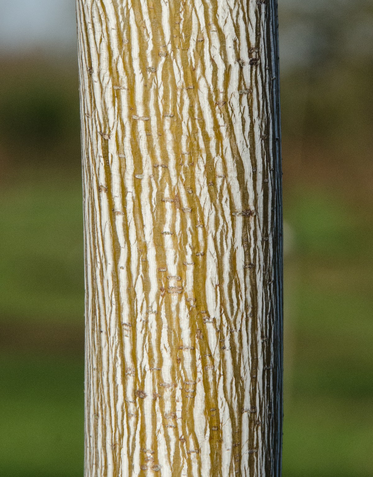 Carved Organic Wood Stand Sculpture, Still Stand No30 by