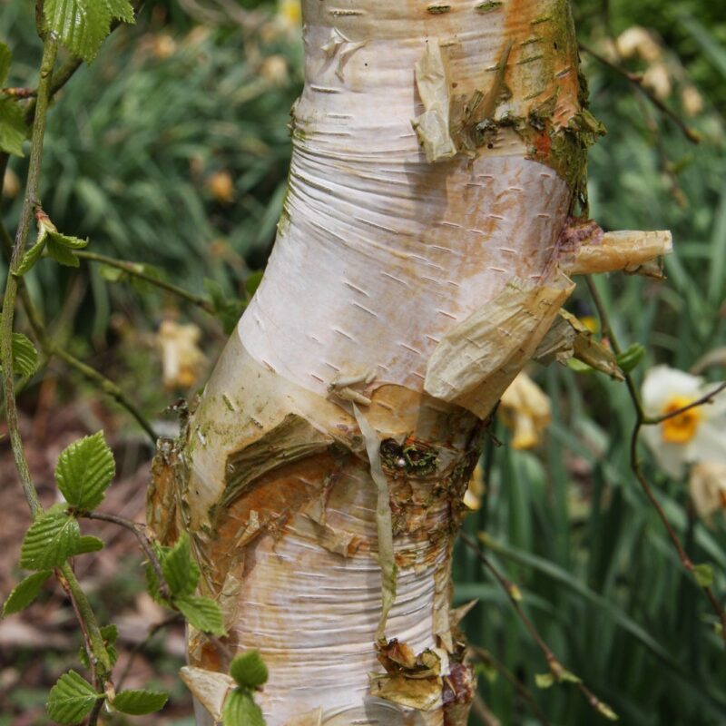 Betula pendula 'Spider Alley'