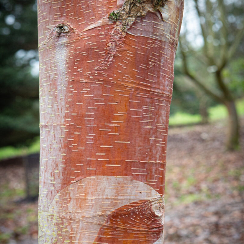 Betula utilis subsp. albosinensis 'China Ruby'