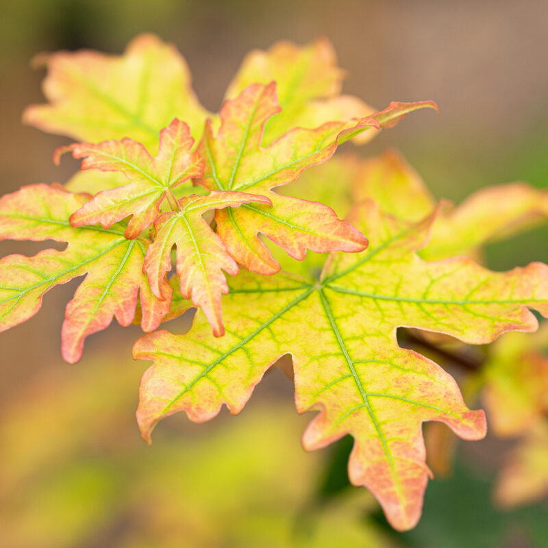 Acer campestre 'Elsrijk'