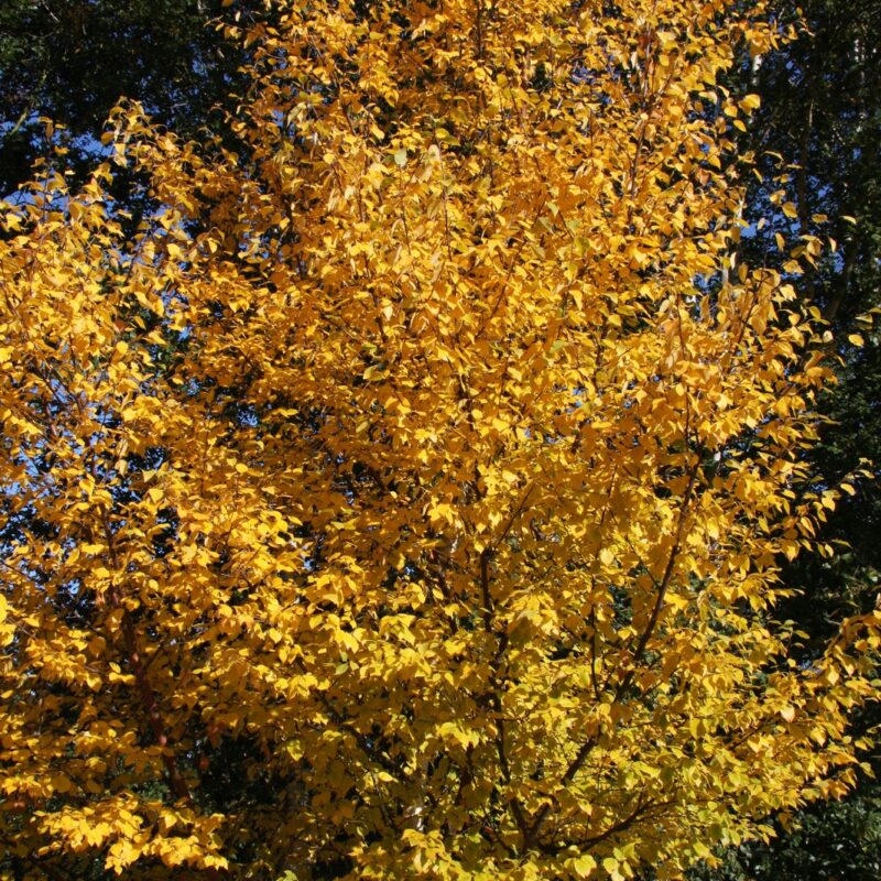 Betula papyrifera 'Saint George'