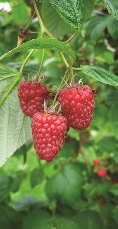 Tadmor | Frank P Matthews