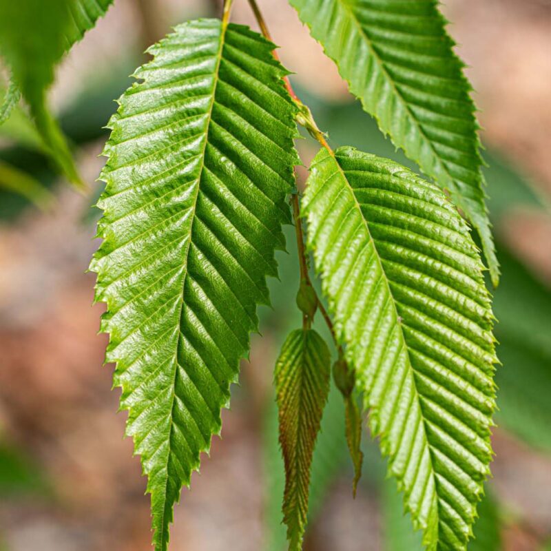 Carpinus japonica 'Chinese Lantern'