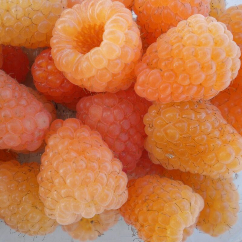 Golden Raspberry