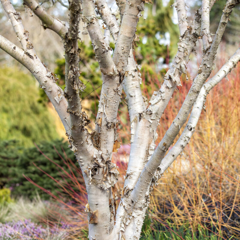 Betula gmelinii 'Mount Apoi'