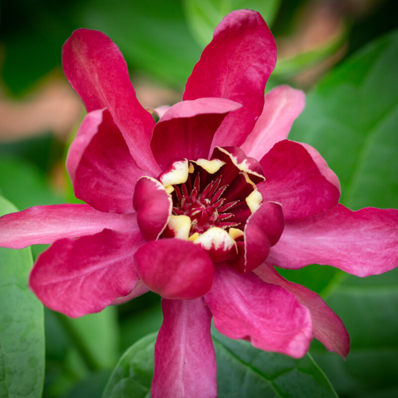 Calycanthus 'Aphrodite'