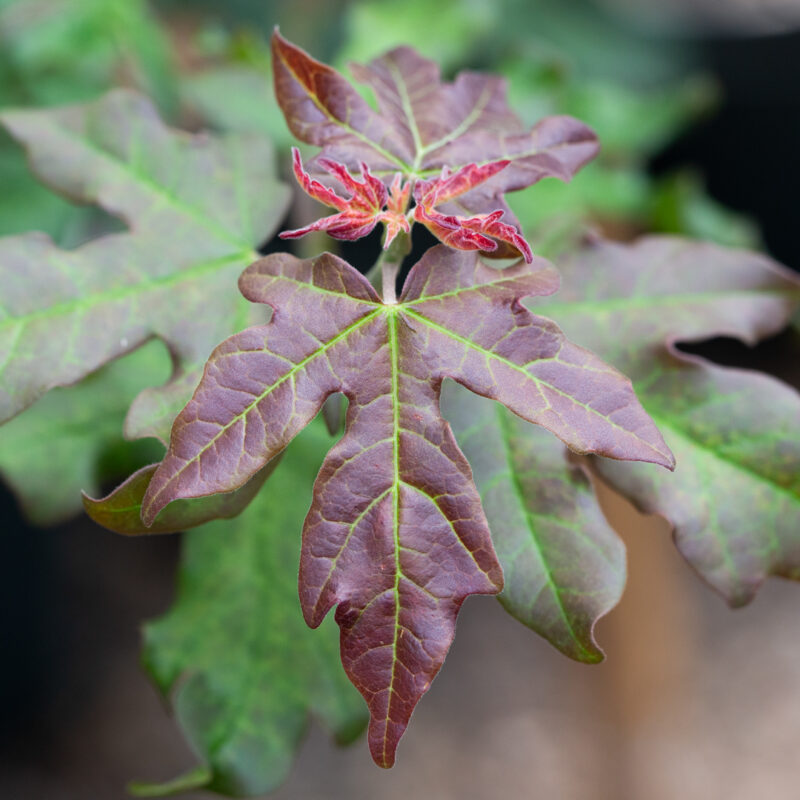 Acer campestre 'Red Shine'