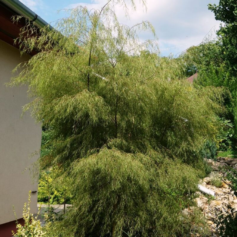 Betula pendula 'Karaca'® | Frank P Matthews