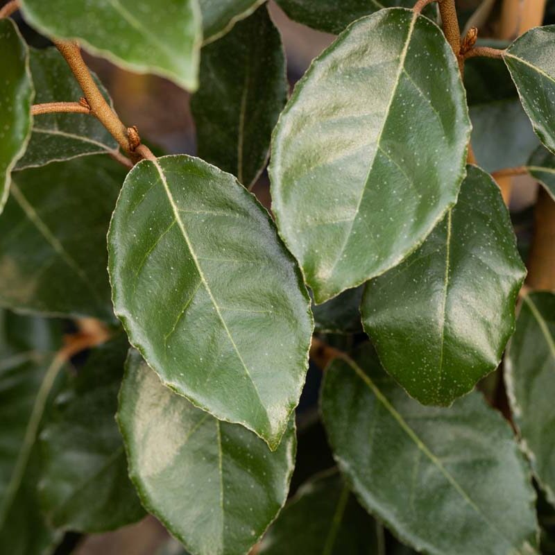 Elaeagnus x ebbingei