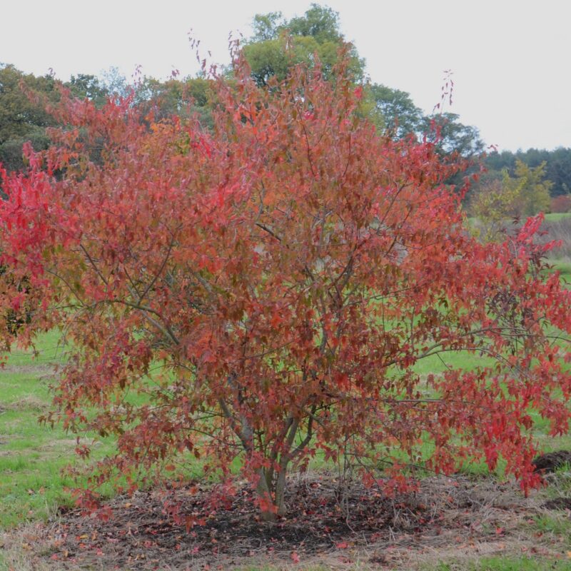 Acer tataricum 'Hot Wings'