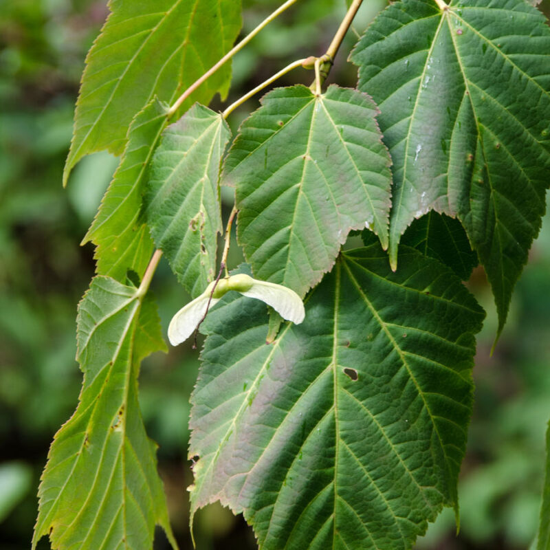 Acer pensylvanicum Frank P Matthews