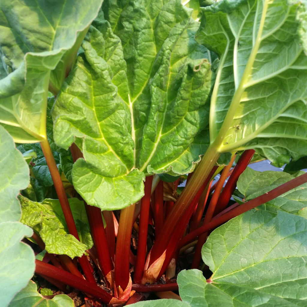 Canada Red Rhubarb • Kiwi Nurseries Ltd