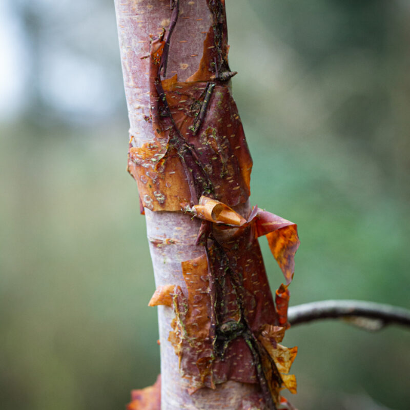 Betula utilis subsp. albosinensis 'Bowling Green'