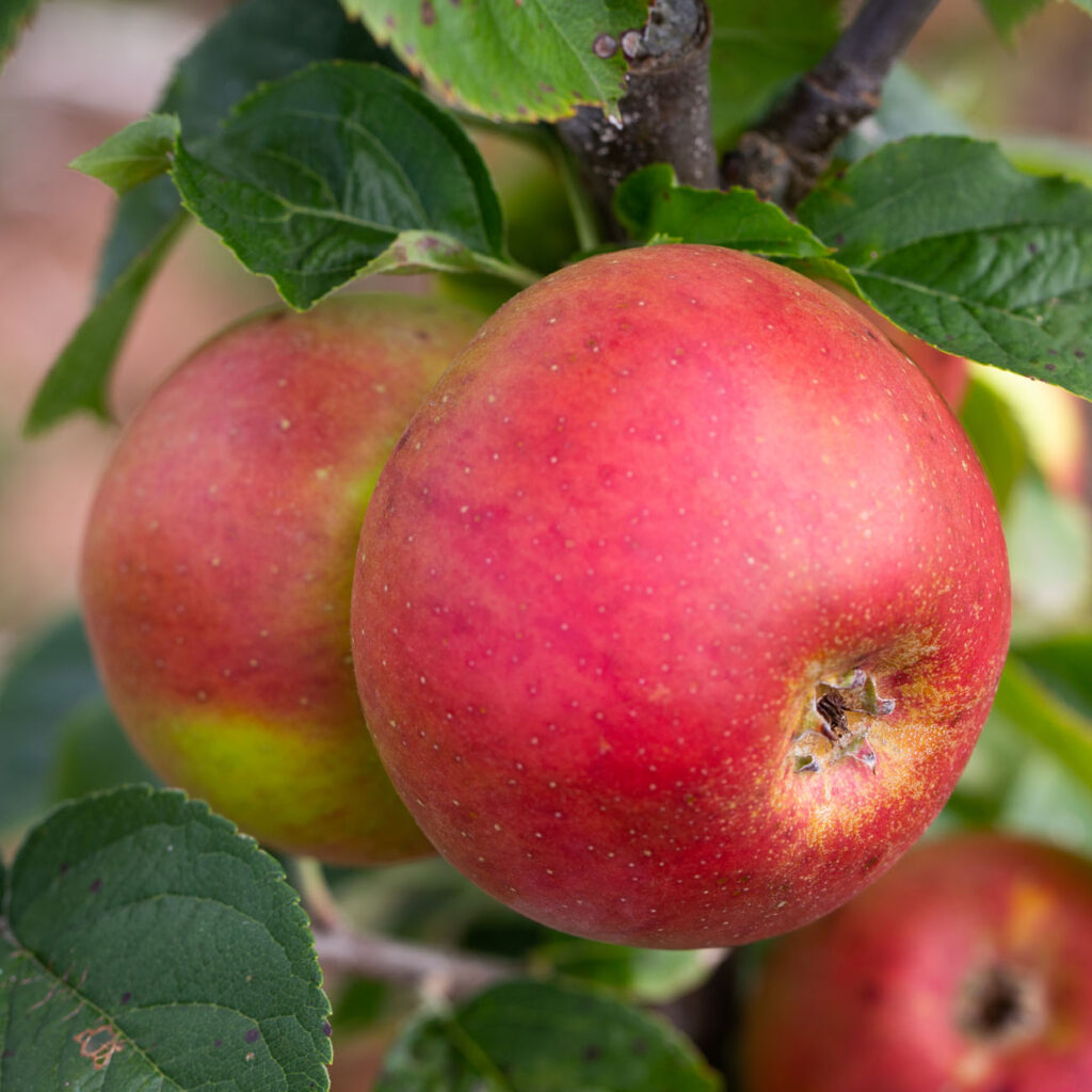 Blenheim Orange Cooking Apples