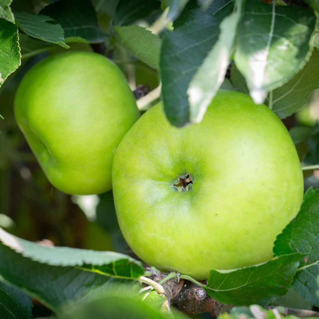 Bramley’s Seedling Cooking Apples