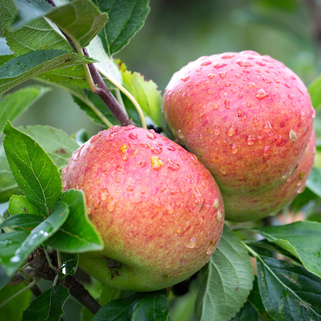 Charles Ross Cooking Apples