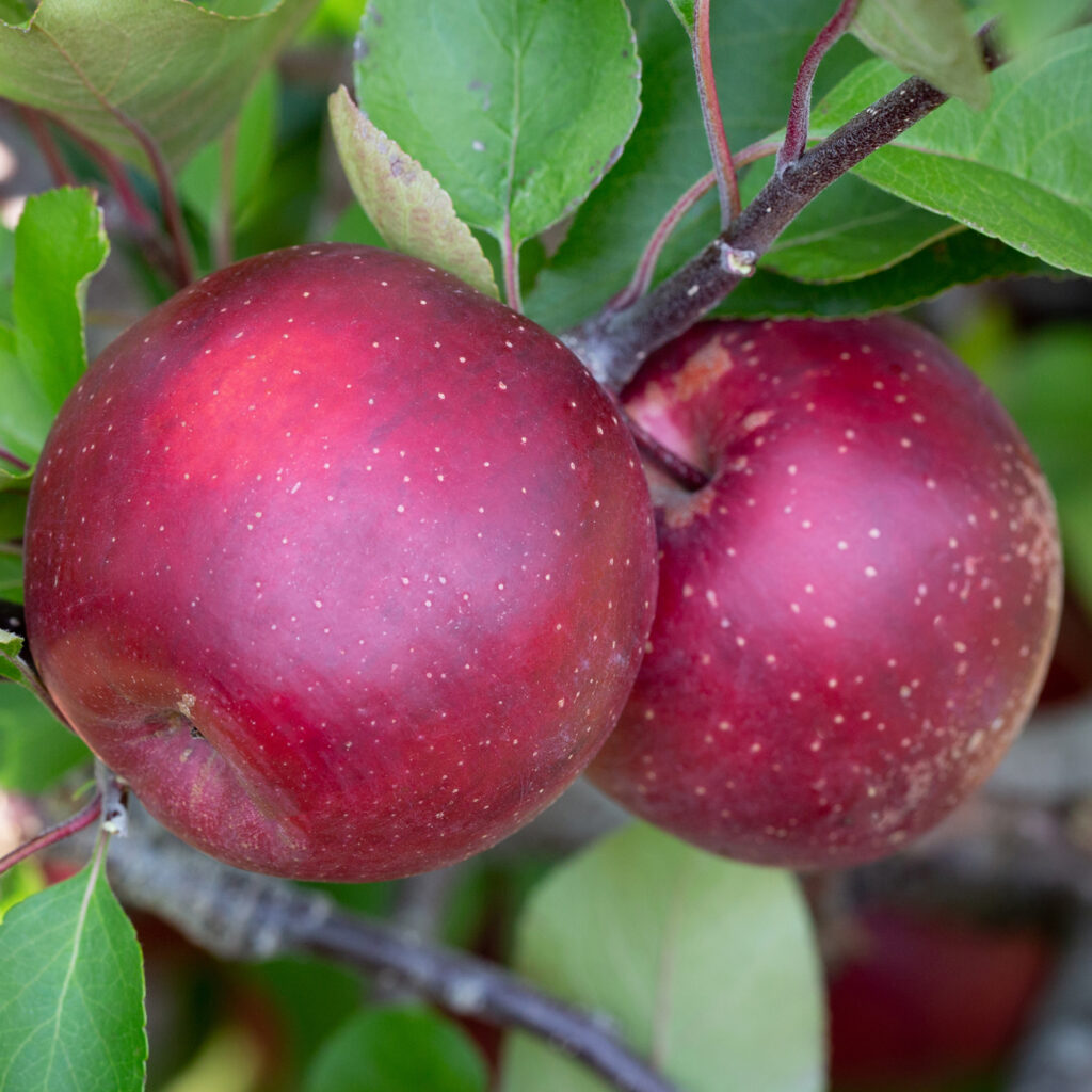 Tickled Pink Cooking Apples