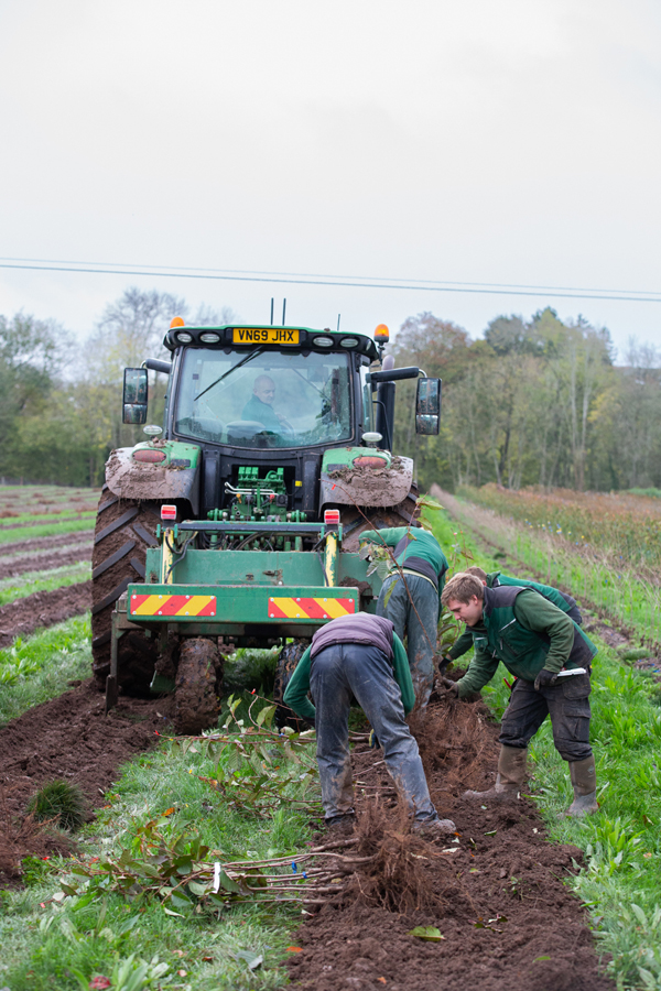 Bare Root Tree Lifting