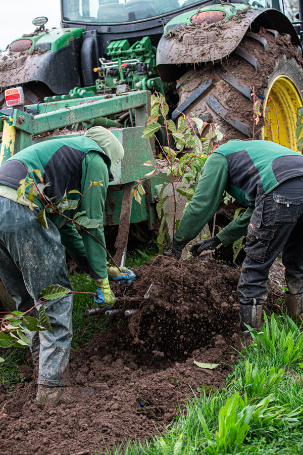 Bare Root Tree Lifting