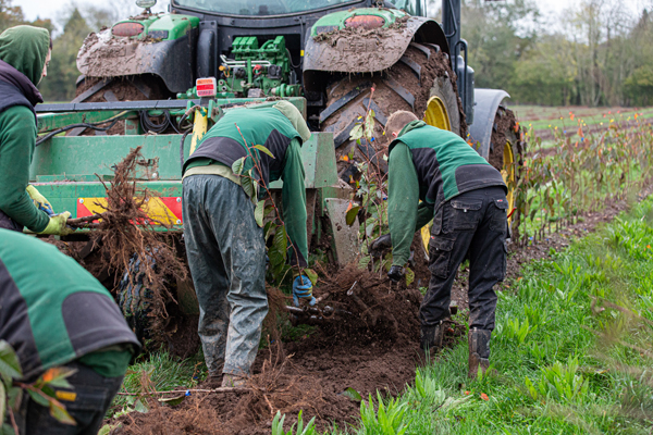 Bare Root Tree Lifting