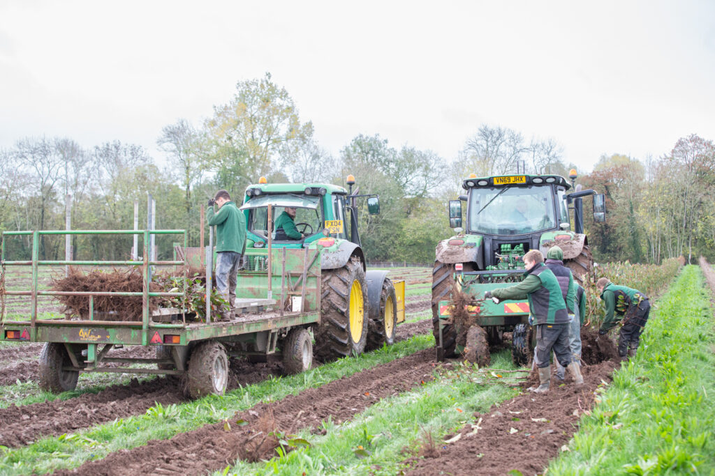 Bare Root Tree Lifting