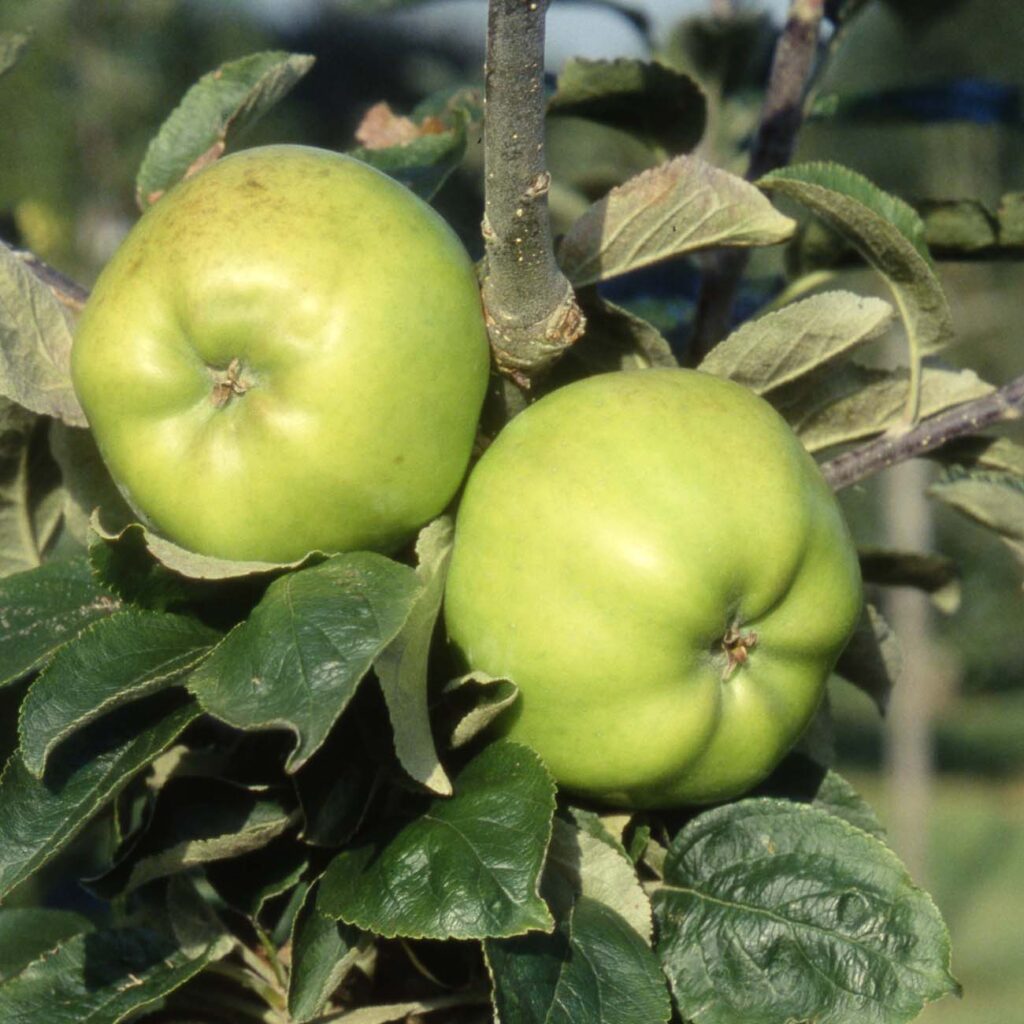 Lord Derby Cooking Apples