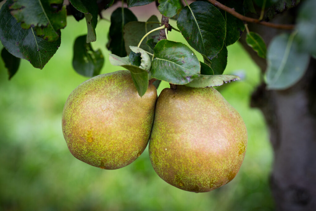 Fruit trees for small gardens