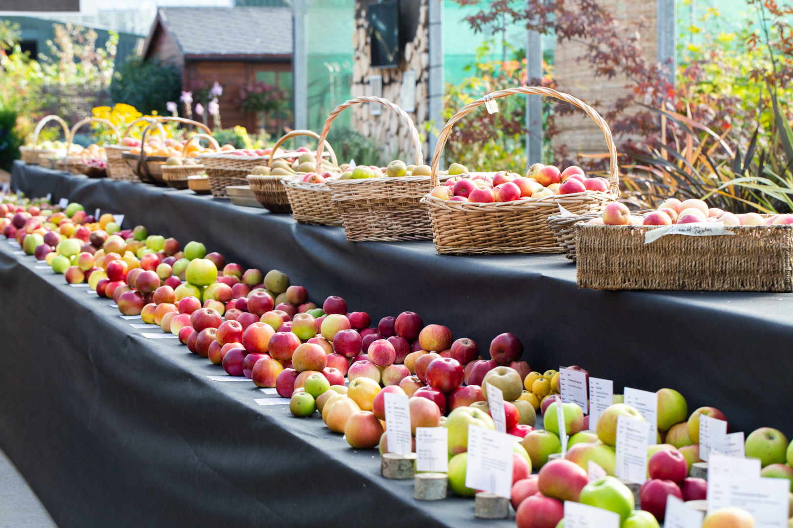 Visit Our Tree Shop Frank P Matthews Buy Your Trees Here