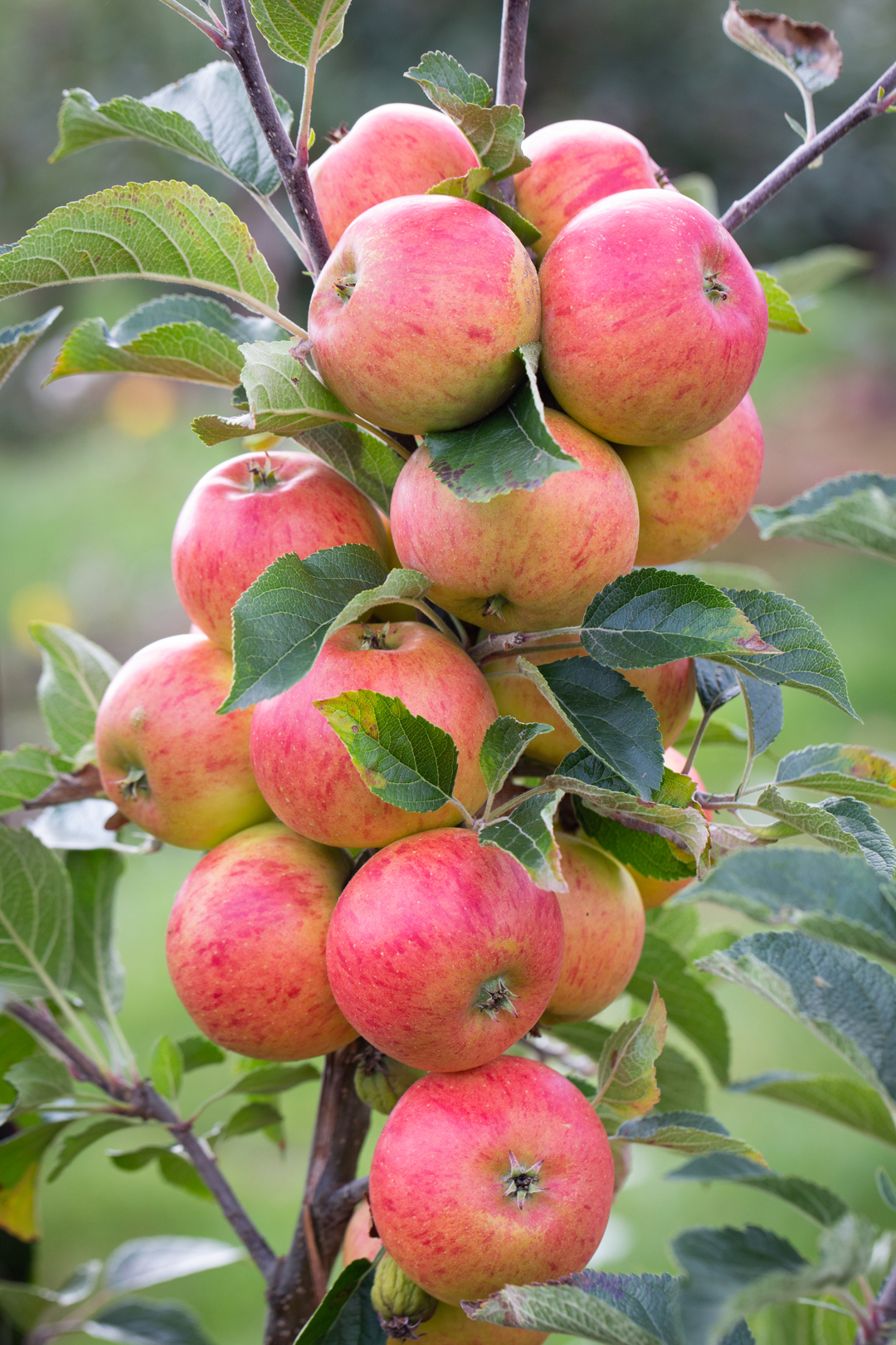 Fruit Trees Container Specifications Frank P Matthews