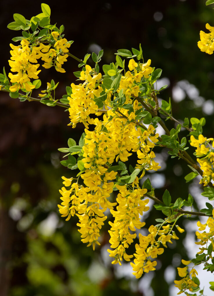 Ornamental trees for small gardens