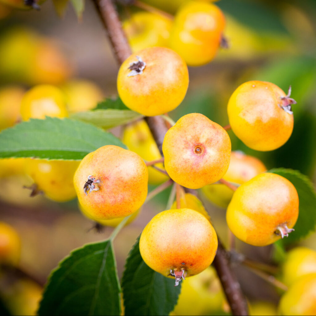 Malus Halloween Crab Apple