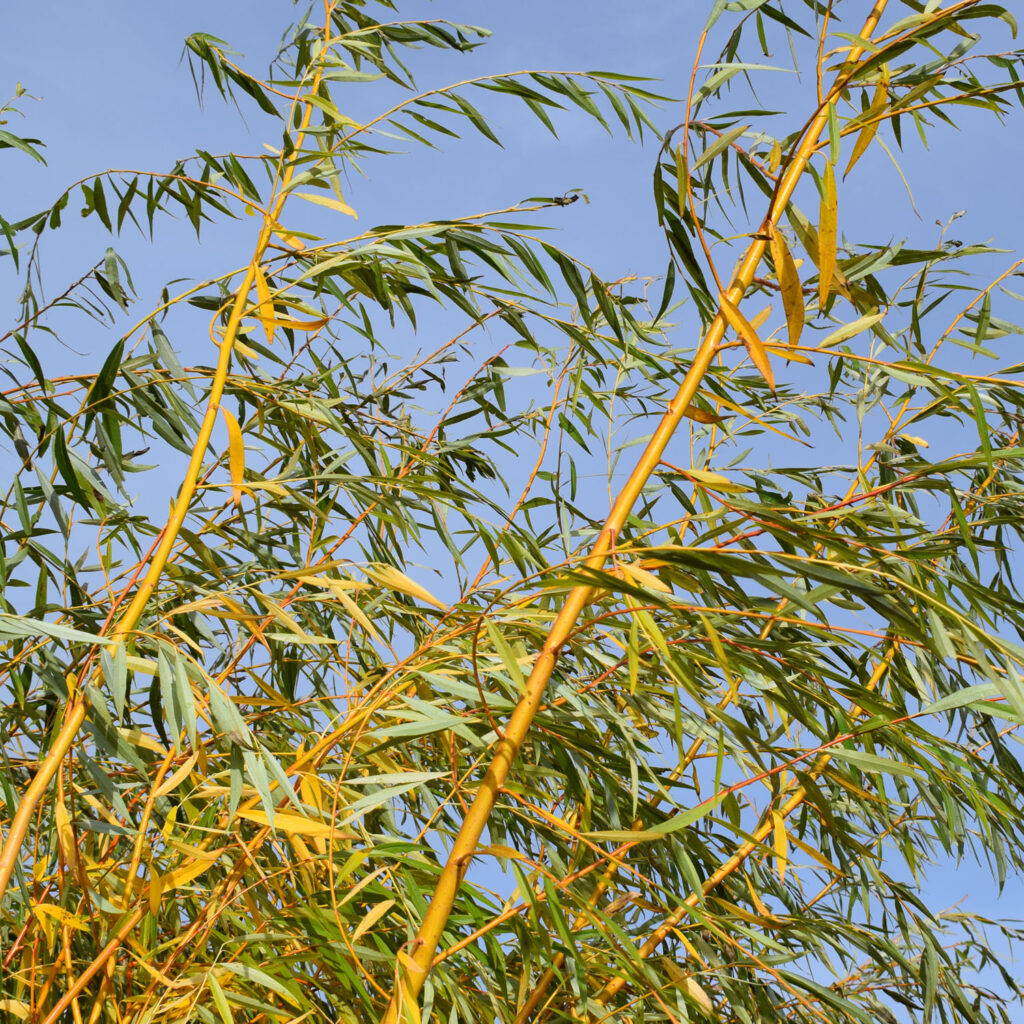 Ornamental Trees For Small Gardens | Frank P Matthews