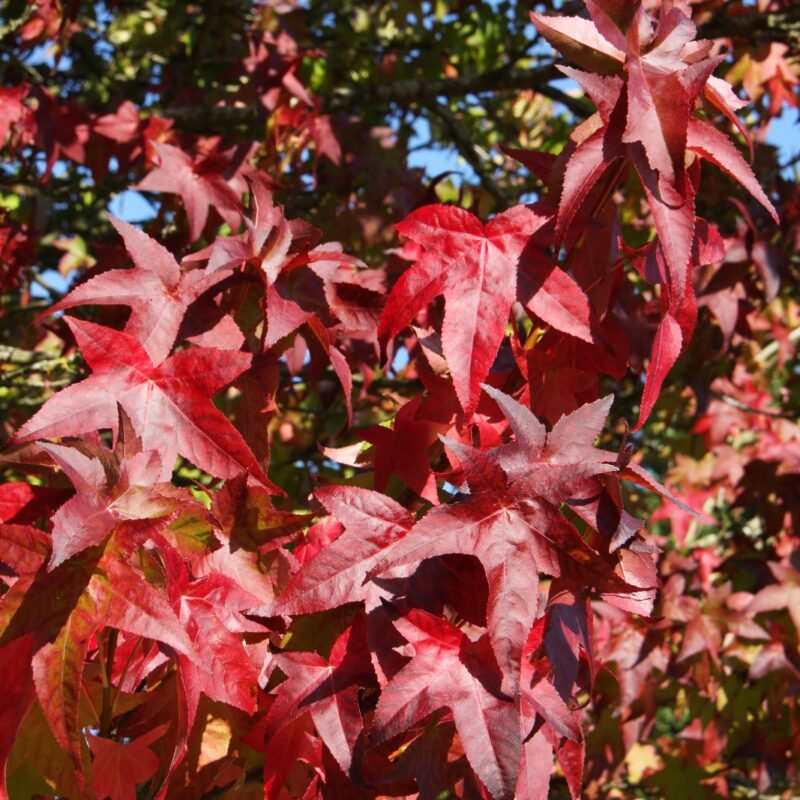 Liquidambar styraciflua 'Lane Roberts'