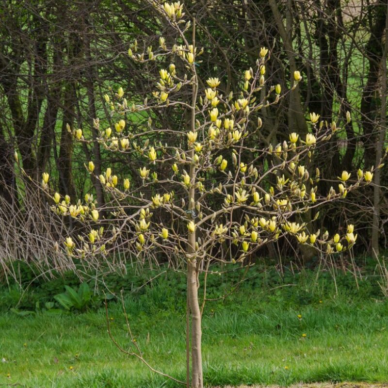 Magnolia 'Butterflies' Frank P Matthews