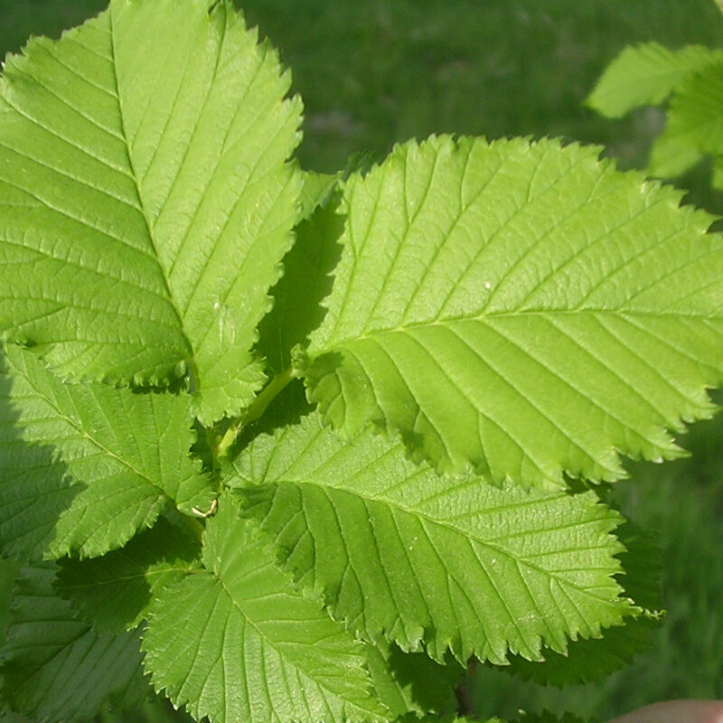 Ulmus Lutece leaves