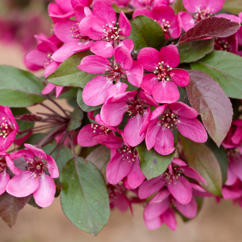 Malus 'Harry Baker' | Frank P Matthews | Ornamental Tree