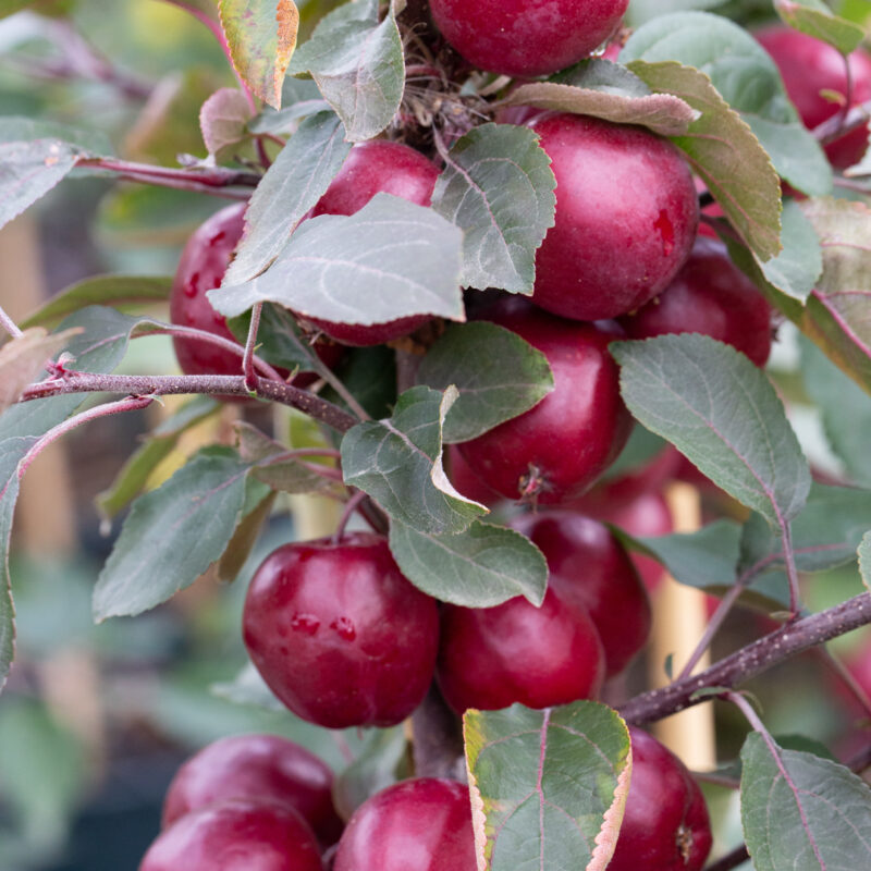 Malus 'Harry Baker'