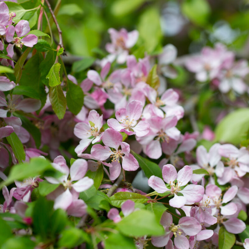 Malus 'Louisa'