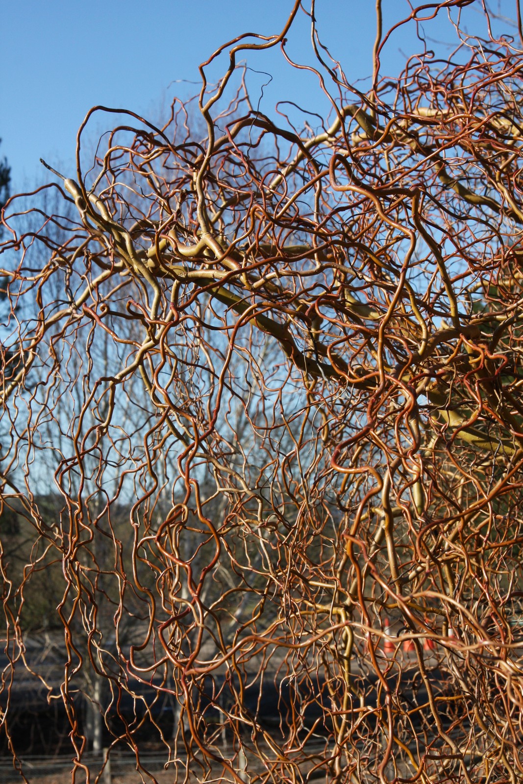 Salix integra 'Hakuro-nishiki' | Frank P Matthews