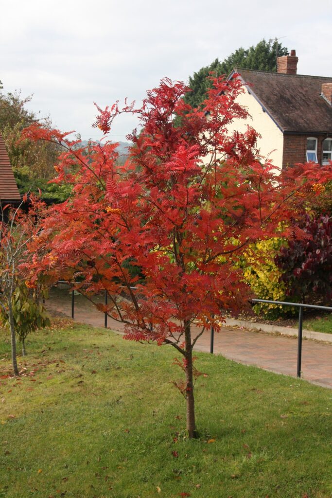 Sorbus 'Copper Kettle' Frank P Matthews