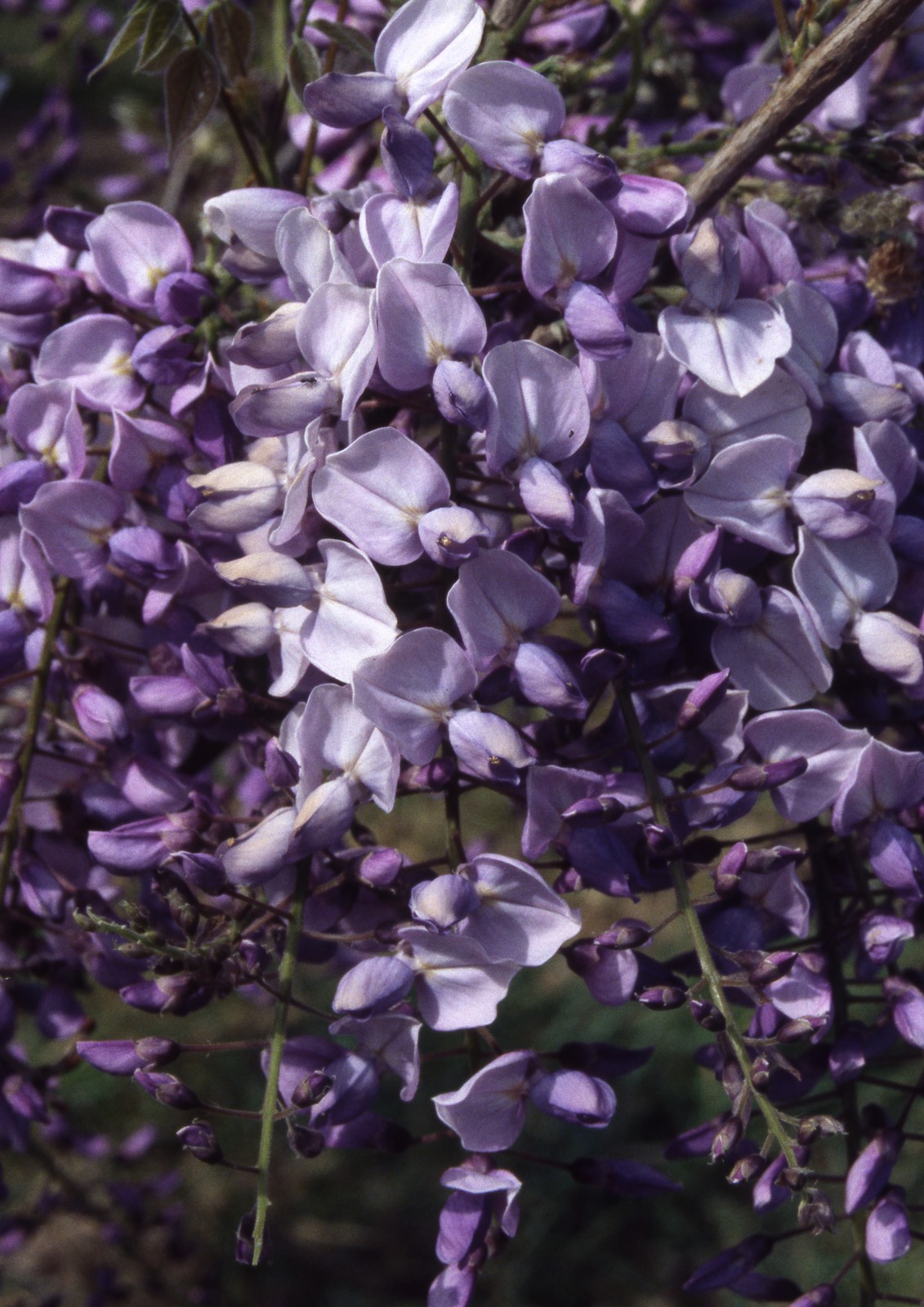 Wisteria brachybotrys 'Shiro Beni' | Silky Wisteria | Ornamental Trees |  Frank P Matthews