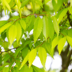 Zelkova serrata 'Kiwi Sunset' | Frank P Matthews