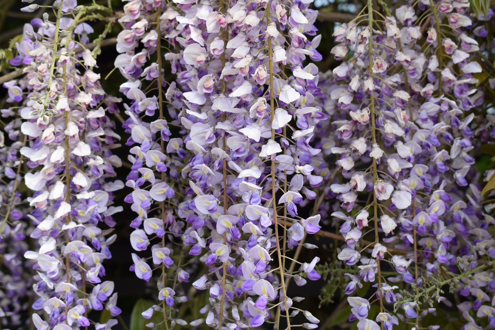 Wisteria brachybotrys 'Shiro Kapitan Fuji' | Frank P Matthews