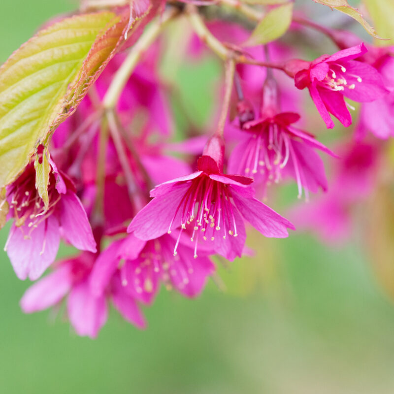 Prunus campanulata 'Felix Jury'