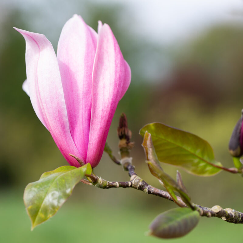 Magnolia 'Spectrum'