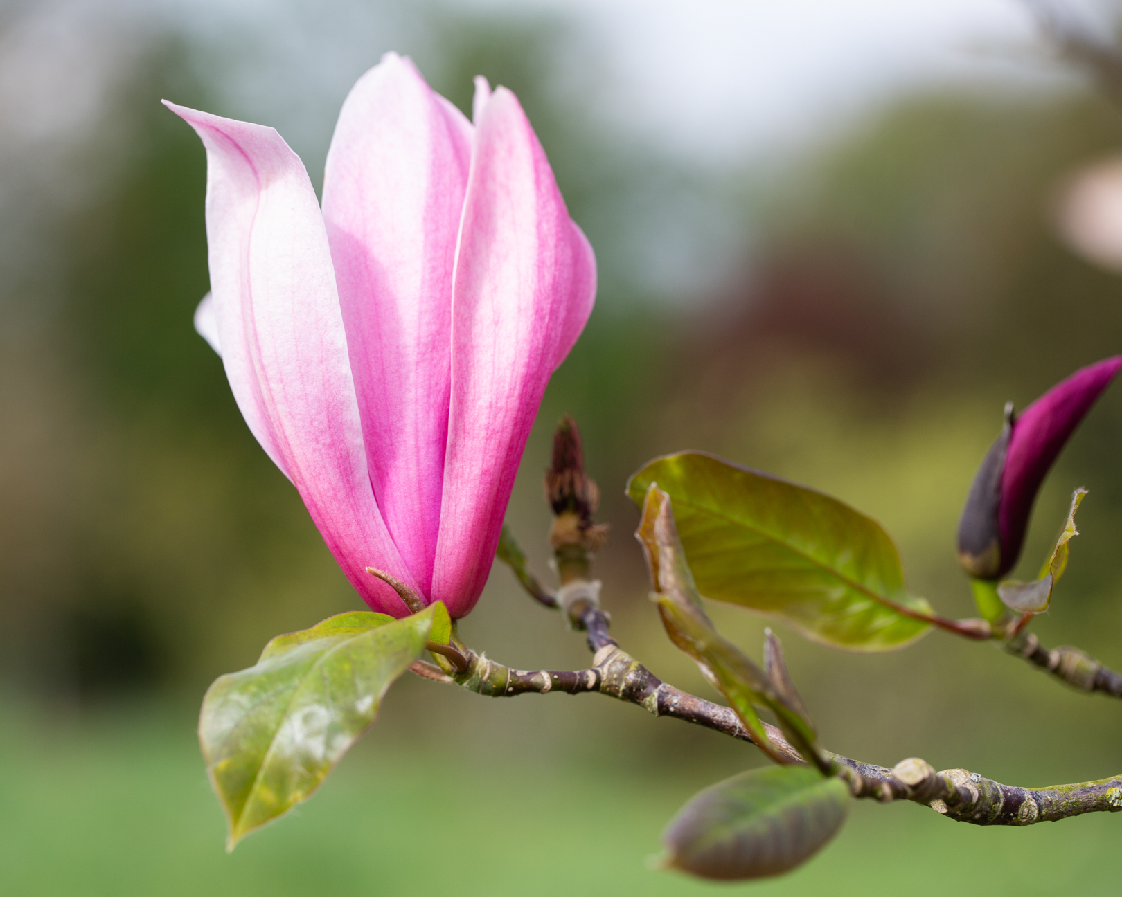 Magnolia 'Spectrum' Tree | Frank P Matthews | Ornamental Tree